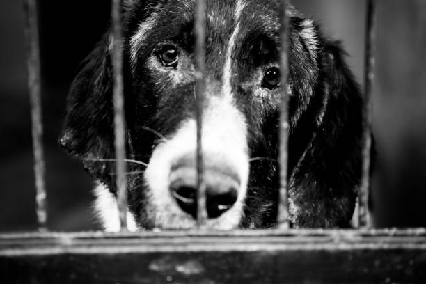 istock dogs behind bars black and white 904498122