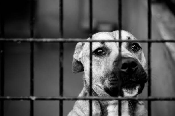 istock dogs behind bars black and white 904498126