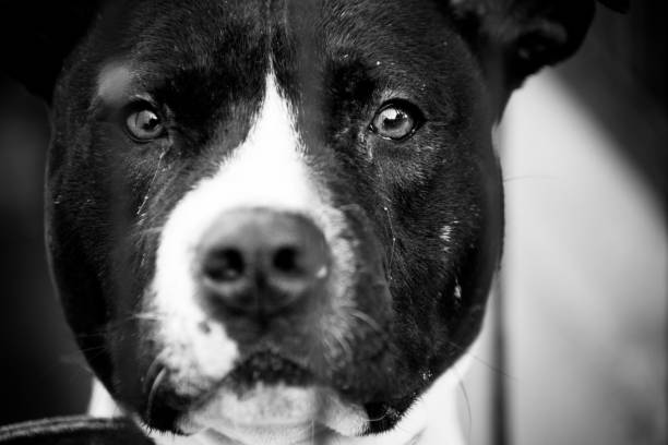 istock dogs behind bars black and white 904498130