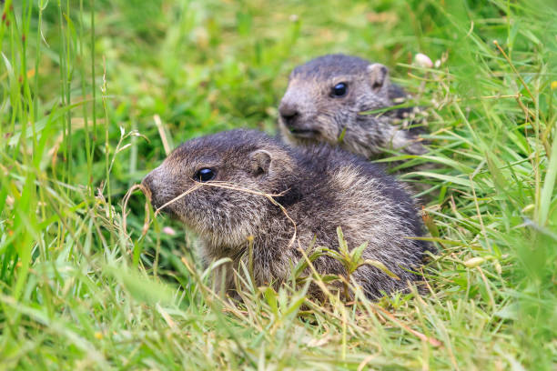 istock Swiss alps Marmot 904499432