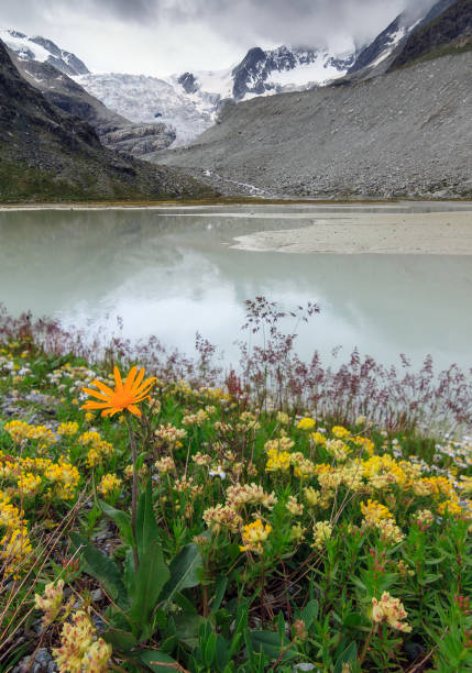 istock Flowers at the Moiry glacier 904499580