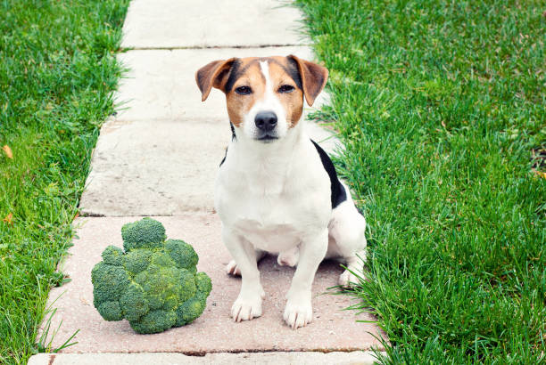 istock Jack russell Terrier Dog sitting with broccoli outdoor 904509210