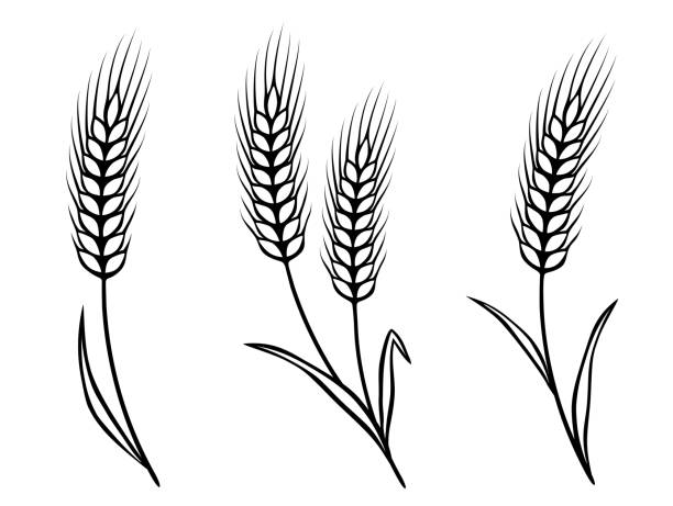 分離小麦の穂 - bread cereal plant black food点のイラスト素材／クリップアート素材／マンガ素材／アイコン素材