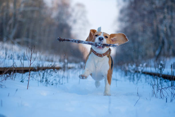 istock Beagle on a walk in the snowy woods on a winter day 904514284