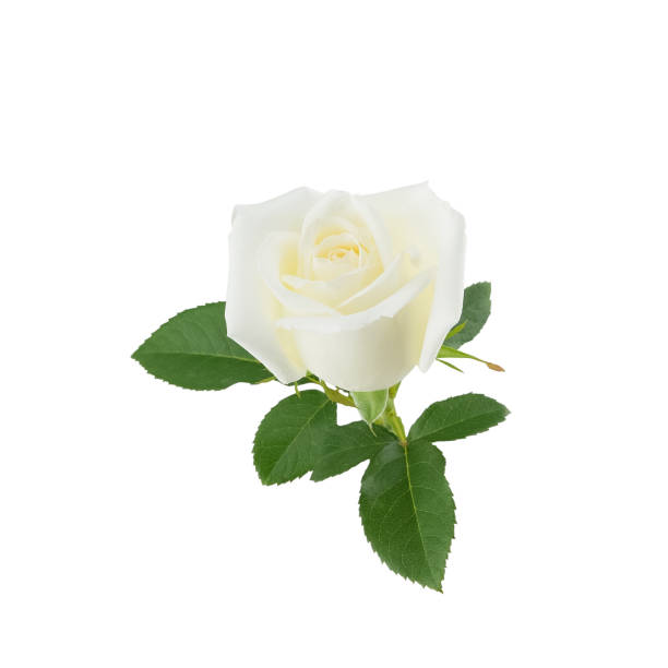 istock White rose with green leaves isolated on white 904514446