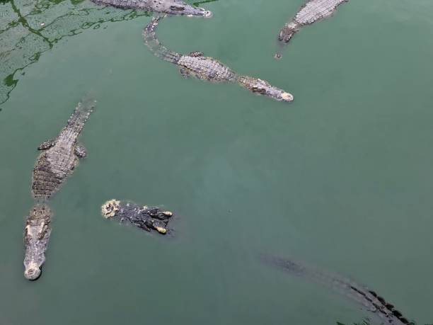 istock Crocodile on cement floor and swimming in the pond 904516332