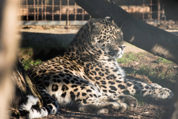 istock portrait of lazy lying persian leopard in sunlight 904519678