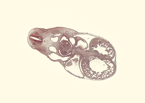 cross section cut of pig embryo
