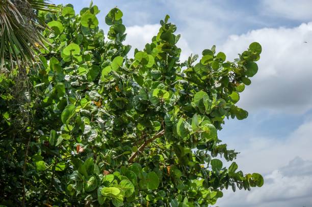 istock sea grape leaf and ocean on the beach 904522986