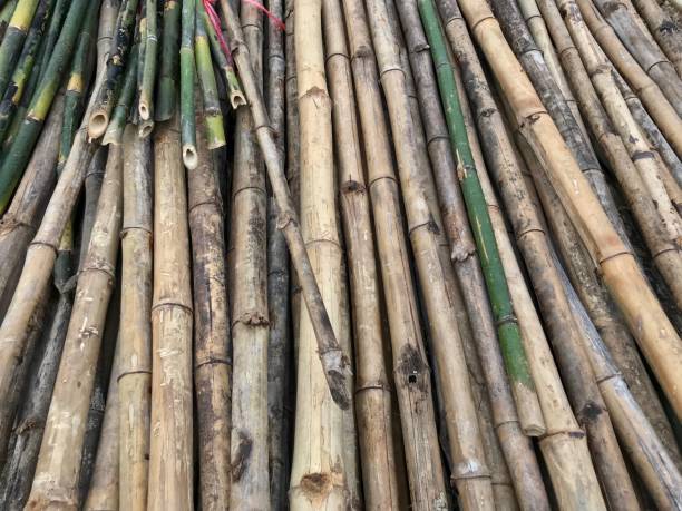 istock Pile of bamboo plant texture background 904523294