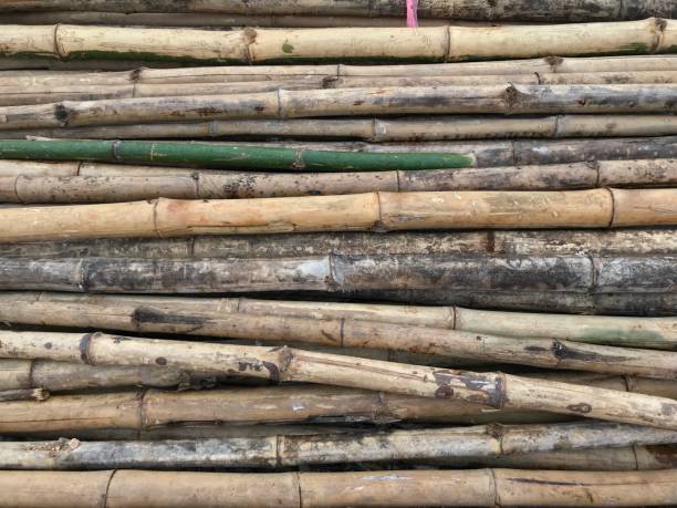 istock Pile of bamboo plant texture background 904523362