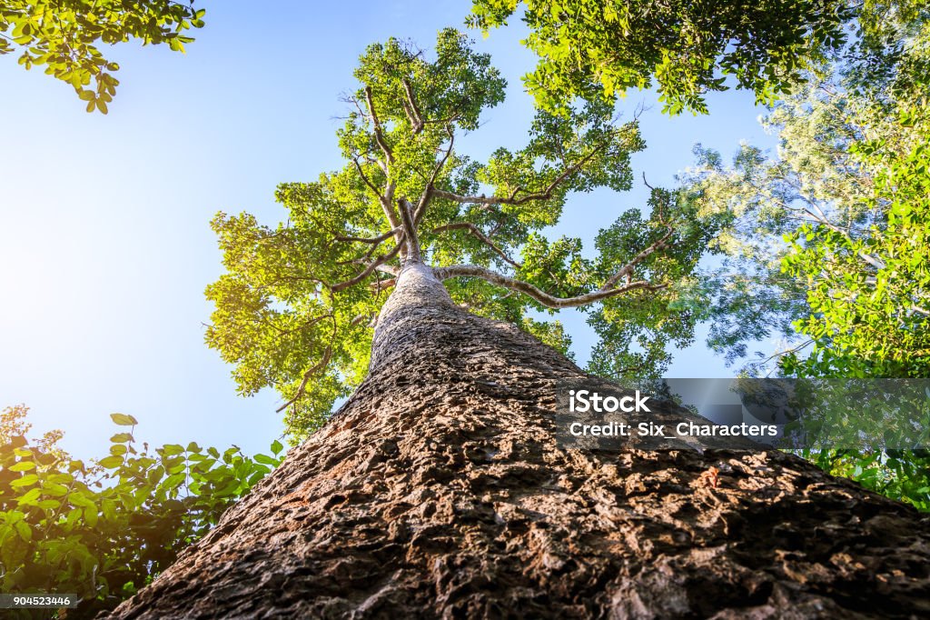 The view up Giant tree in the forest at Khon Kaen Province, Thailand Sequoia Tree Stock Photo