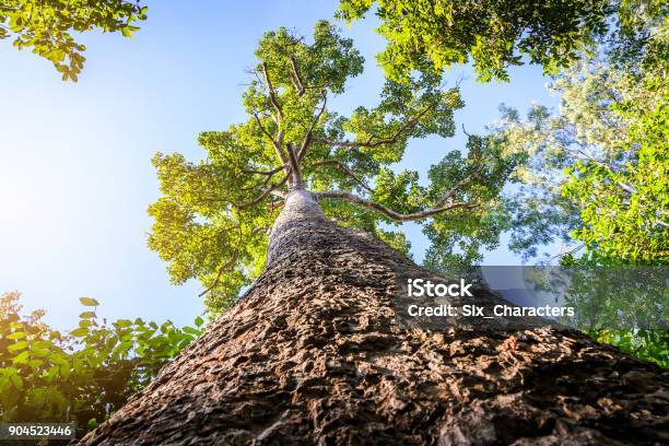 The View Up Giant Tree In The Forest At Khon Kaen Province Thailand Stock Photo - Download Image Now