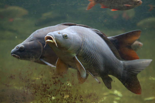 Wild common carp (Cyprinus carpio) Wild common carp (Cyprinus carpio). actinopterygii stock pictures, royalty-free photos & images