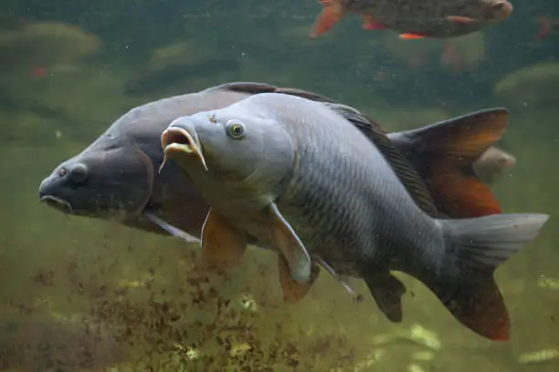 Photo of Wild common carp (Cyprinus carpio)