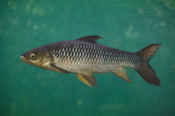 carpa de hoven (leptobarbus hoevenii) - bonefish fotografías e imágenes de stock