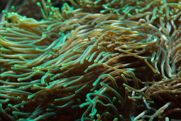 Bubble-tip anemone (Entacmaea quadricolor). Bubble-tip anemone (Entacmaea quadricolor). Sea animal. entacmaea quadricolor stock pictures, royalty-free photos & images