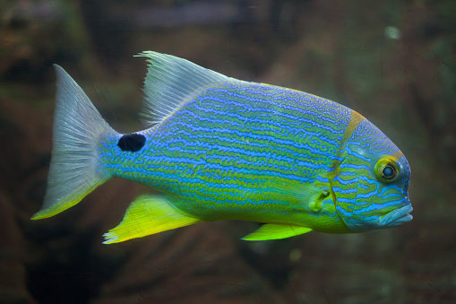 Sailfin snapper (Symphorichthys spilurus), also known as the blue-lined sea bream.