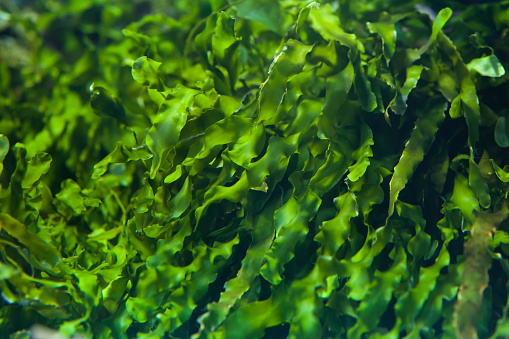Horizontal high angle closeup photo of a variety of seaweed washed up on a rock platform at the beach in Summer. Ulladulla, south coast NSW.