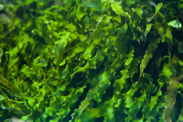 зеленые водоросли (ульва сжата). - seaweed стоковые фото и изображения