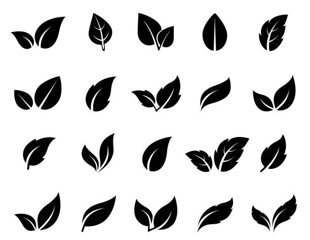 ilustraciones, imágenes clip art, dibujos animados e iconos de stock de conjunto de iconos de hoja - leaf