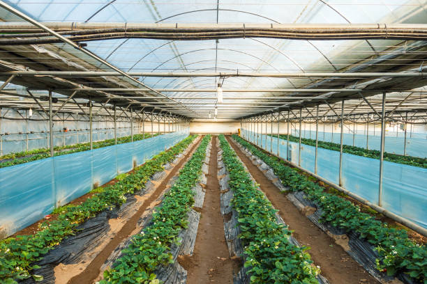 istock Strawberry farm indoor. 904531878
