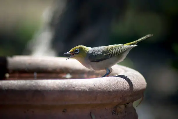 close up of a Silvereye bird perched on a birdbath on a hot Summer day in Venus Bay, Victoria, Australia