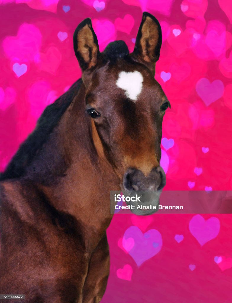 Colt Horse with Heart Background My Andalusian mare had this little colt ten years ago on our small farm in Acton, Massachusetts. but I recently added a heart overlay with Photoshop to give it an added and sweet dimension.  It would make a great image to express love on Valentine's Day or any day. Valentine Card Stock Photo