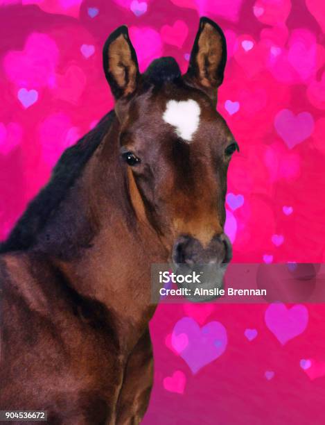 Colt Horse With Heart Background Stock Photo - Download Image Now - Valentine Card, Valentine's Day - Holiday, Foal - Young Animal