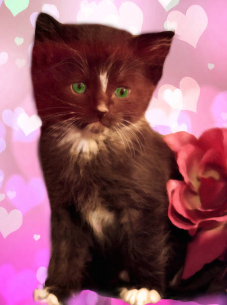 Adorable Black Kitten With Heart Background This little black kitten is as  sweet as the heart overlay surrounding him.  I took this photo in my backyard in Acton, Massachusetts, then used Photoshop to add the layer of hearts to lend the image a more artistic dimension.  A great Valentine photo. acton california stock pictures, royalty-free photos & images