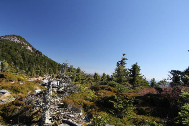 istock Alpine landscape in the Blue Ridge Mountains 904543486