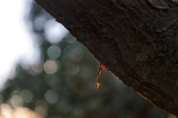 istock Vegetable rosin of a tree branch 904557826