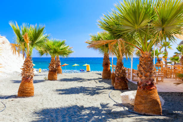 palmen, meer und strand in der nähe von governors beach, zypern. - cypriot culture stock-fotos und bilder