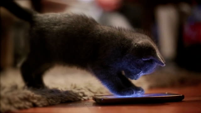 Too cute kitten plays with mobile phone
