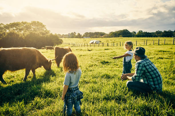 istock Teaching them how to care for cattle 904559022