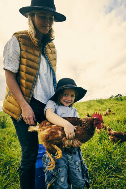 istock This is the biggest chicken we have 904559150