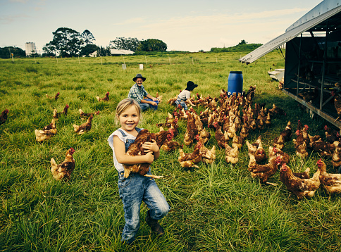 Full length portrait of a little girl holding a chicken while standing on her family's poultry farm