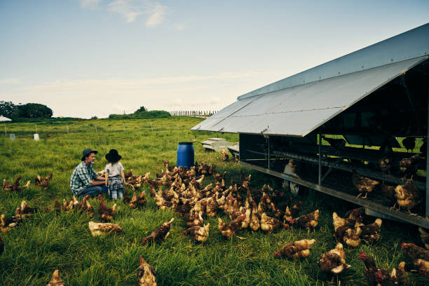 istock Teaching his son all about chicken farming 904559258
