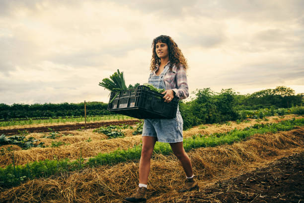 istock Taking the harvest back to the barnyard 904559284