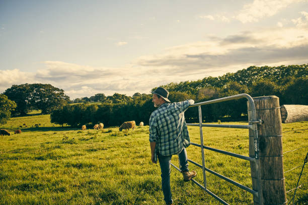 istock His eyes are always on the farm 904559368