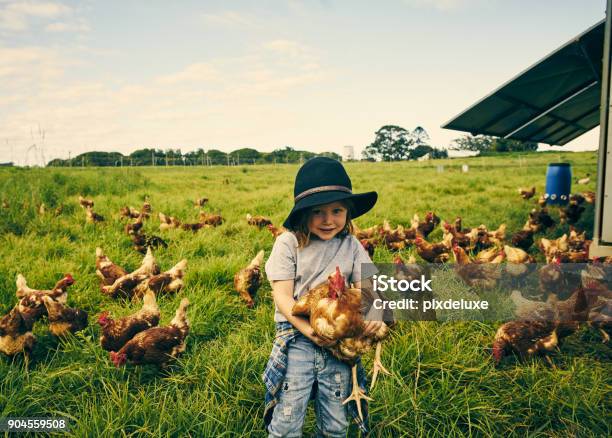 Das Ist Alles Meins Stockfoto und mehr Bilder von Huhn - Geflügel - Huhn - Geflügel, Kind, Agrarbetrieb