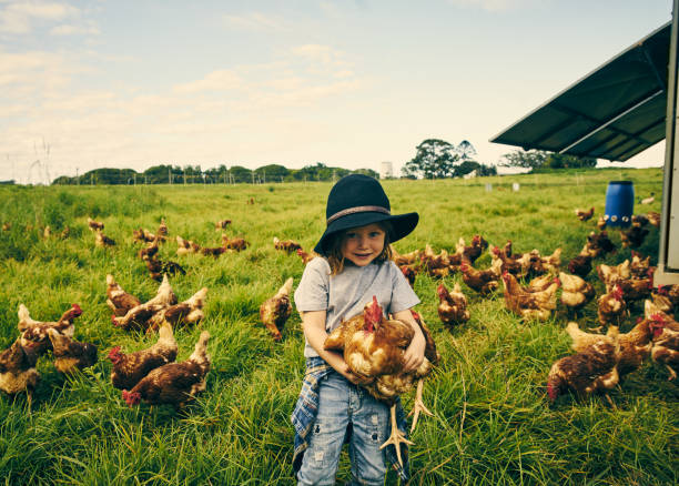 This one's all mine Cropped portrait of a little boy holding a chicken on his family's farm chicken bird stock pictures, royalty-free photos & images
