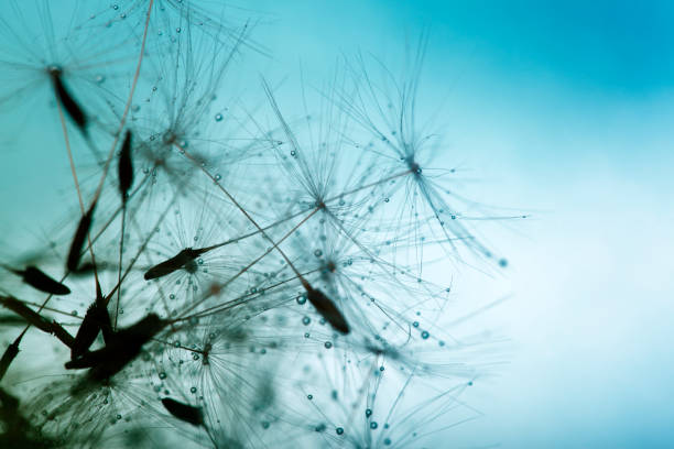 istock Close-up of dandelion seed 904564536