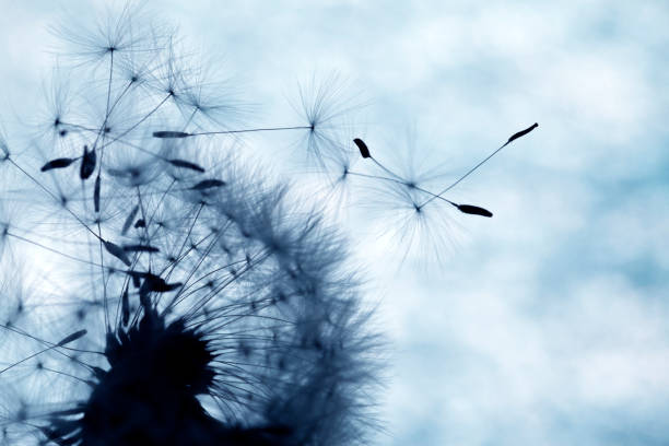 istock Close-up of dandelion seed 904564802