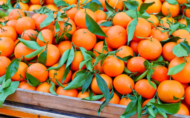 Fresh tangerines - citrus fruit stock photo