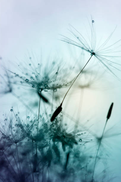 istock Close-up of dandelion seed 904564982