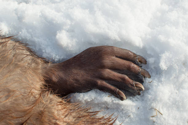 비버 발 - beaver animal track paw paw print 뉴스 사진 이미지