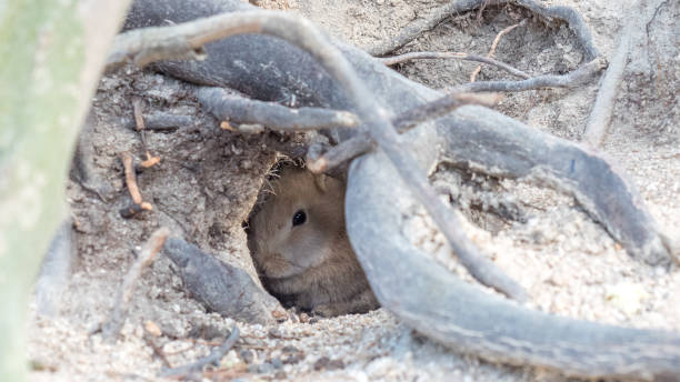 wild rabbit stock photo