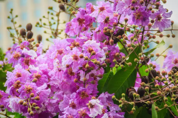 Beautiful purple flower of Lagerstroemia speciosa (giant crape-myrtle, Queen's crape-myrtle, banaba plant for Philippines, or Pride of India), species of Lagerstroemia native to tropical southern Asia