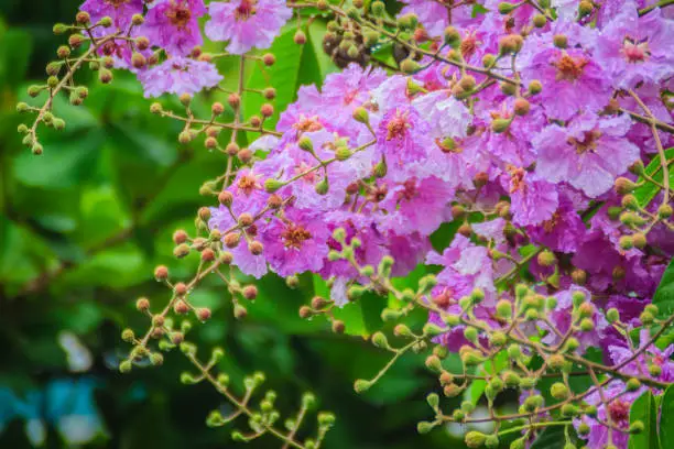 Beautiful purple flower of Lagerstroemia speciosa (giant crape-myrtle, Queen's crape-myrtle, banaba plant for Philippines, or Pride of India), species of Lagerstroemia native to tropical southern Asia